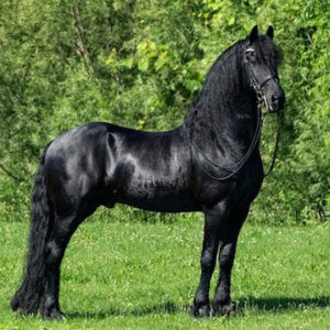 Meet your Posher, Felycia